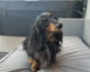 Dachshund (Miniature Long Haired)