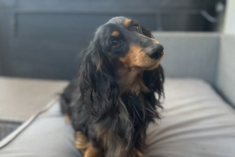 Dachshund (Miniature Long Haired)