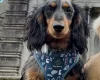 Dachshund (Miniature Long Haired)