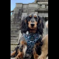 Dachshund (Miniature Long Haired)