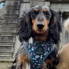 Dachshund (Smooth Haired)