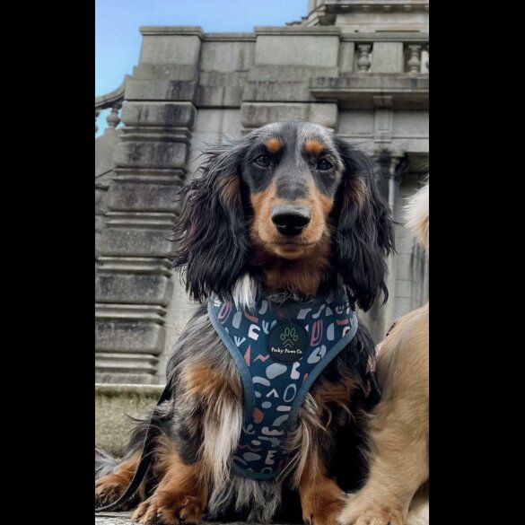 Dachshund (Miniature Long Haired)