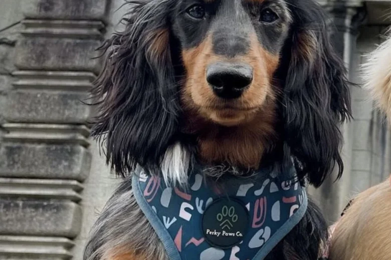 Dachshund (Miniature Long Haired)