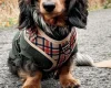 Dachshund (Miniature Long Haired)