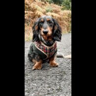 Dachshund (Miniature Long Haired)