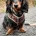 Dachshund (Miniature Long Haired)