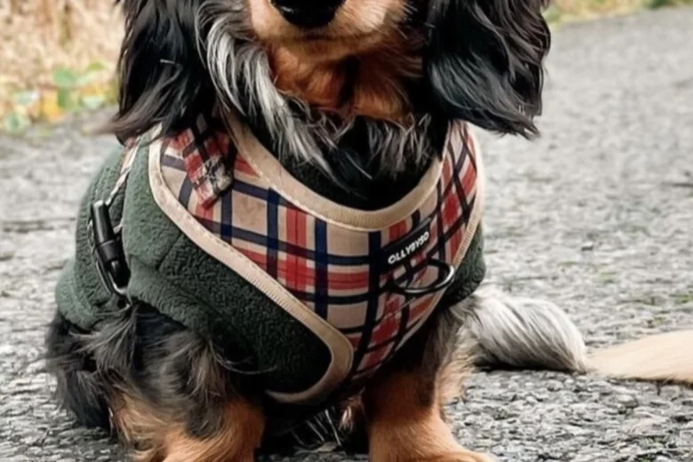 Dachshund (Miniature Long Haired)