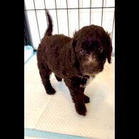 Cockapoo - Both