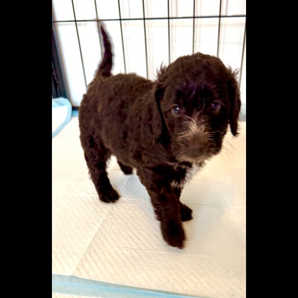 Cockapoo - Both