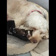 Cockapoo - Both