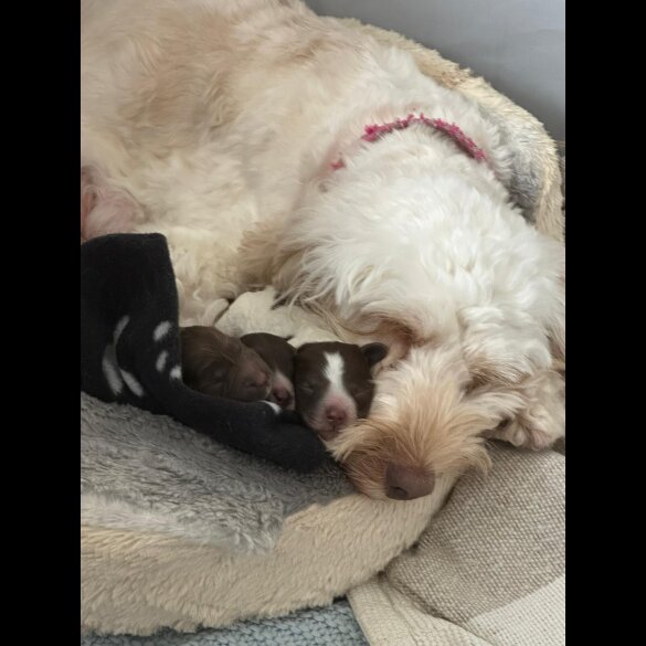 Cockapoo - Both