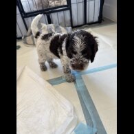 Cockapoo - Both