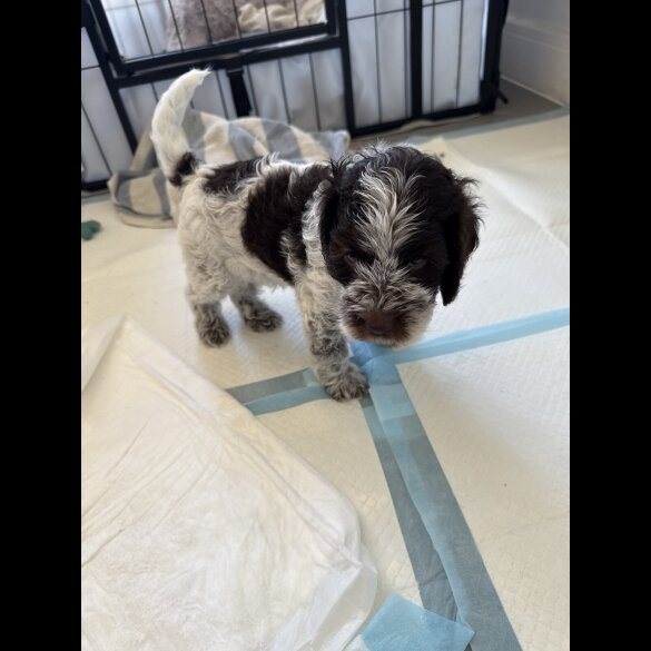 Cockapoo - Both