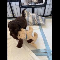 Cockapoo - Both