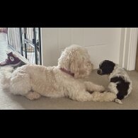 Cockapoo - Both