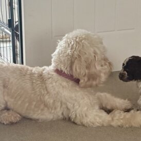 Cockapoo - Both