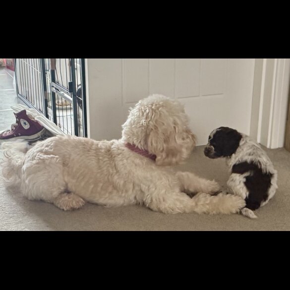 Cockapoo - Both
