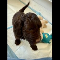 Cockapoo - Both