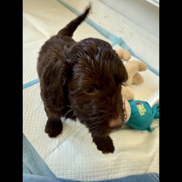 Cockapoo - Both