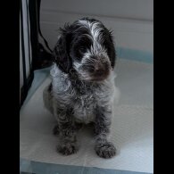 Cockapoo - Both