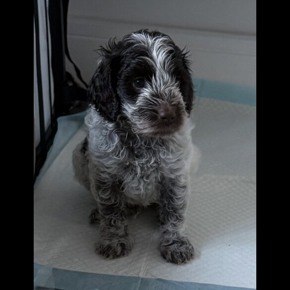 Cockapoo - Both