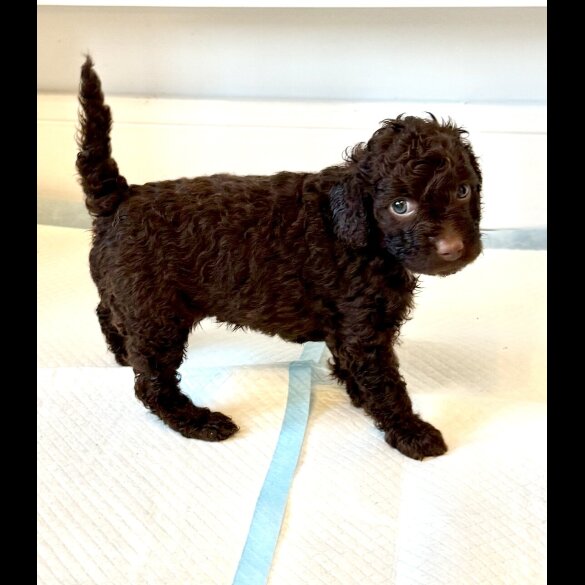 Cockapoo - Both