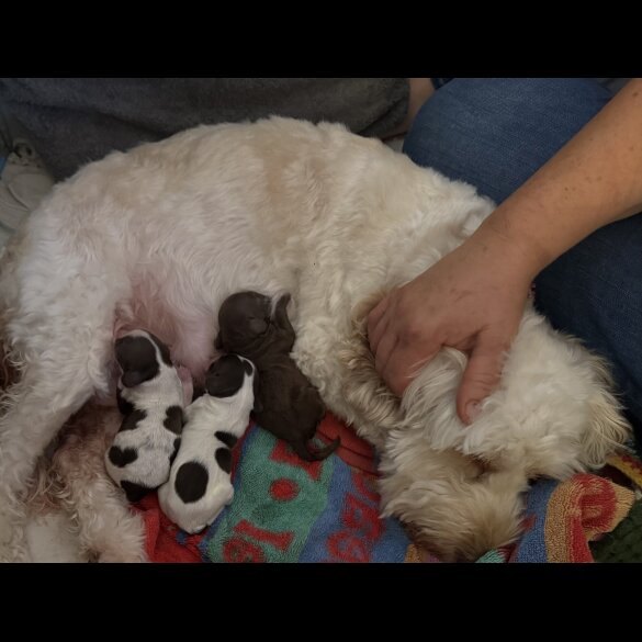 Cockapoo - Both
