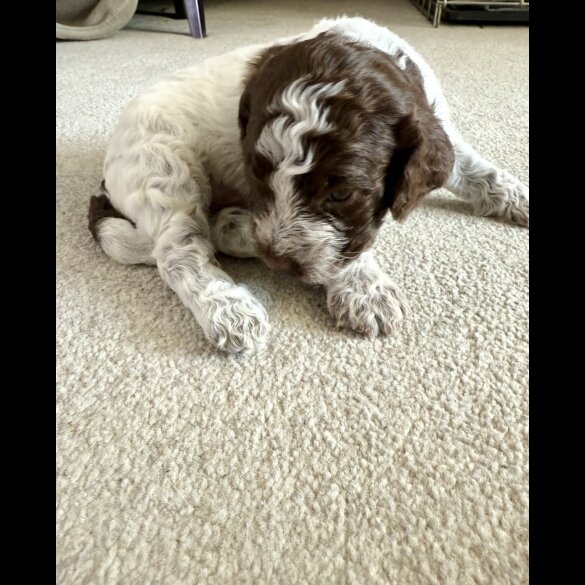 Cockapoo - Both