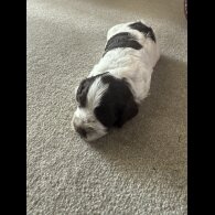 Cockapoo - Both