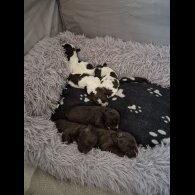 Cockapoo - Both