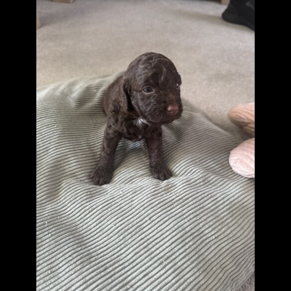 Cockapoo - Both
