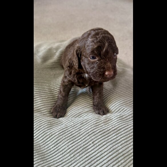 Cockapoo - Both