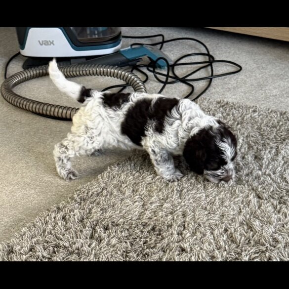 Cockapoo - Both