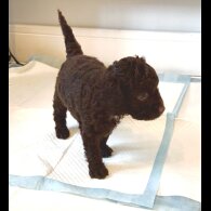 Cockapoo - Both