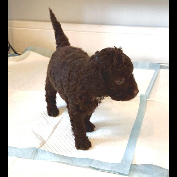 Cockapoo - Both