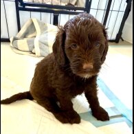 Cockapoo - Both