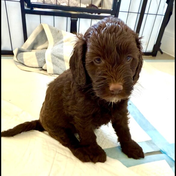 Cockapoo - Both