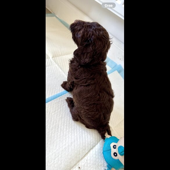 Cockapoo - Both