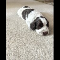 Cockapoo - Both