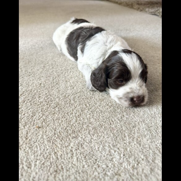 Cockapoo - Both