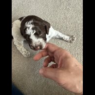 Cockapoo - Both
