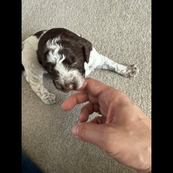 Cockapoo - Both