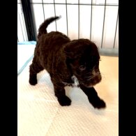 Cockapoo - Both