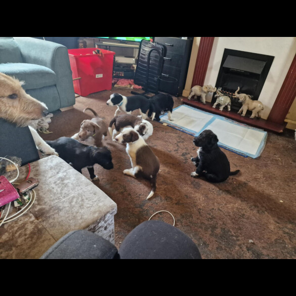Lurcher - Dogs
