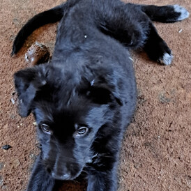 Lurcher - Dogs
