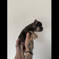 French Bulldog - Both