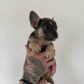French Bulldog - Both