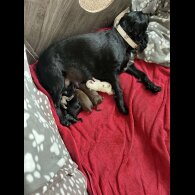 Cocker Spaniel (Working &amp; Show) - Both