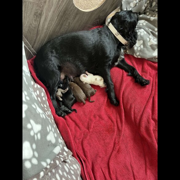 Cocker Spaniel (Working &amp; Show) - Both