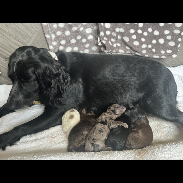 Cocker Spaniel (Working &amp; Show) - Both